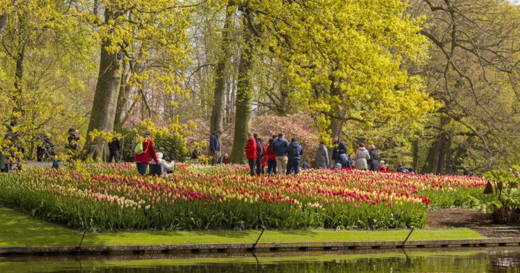 Guía para ver los tulipanes cerca de Amsterdam